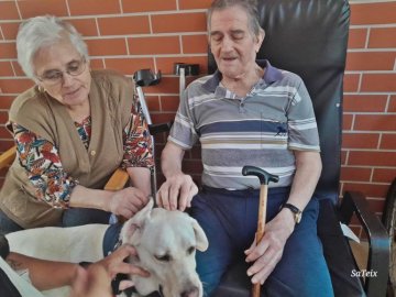 Os nossos dias correm muito melhor quando recebemos a visita da Escola de Cães-guia para Cegos.